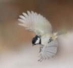 Volando Volando