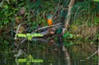 Martin pescatore (Alcedo atthis) Martin pescatore (Alcedo atthis)