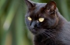 FELINO FELINO