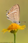 Lampides boeticus (Linnaeus, 1767) Lampides boeticus (Linnaeus, 1767)