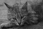 Anche i gatti riflettono... Anche i gatti riflettono...