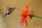 Macroglossum stellatarum (naturalmente in volo)