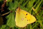 Ultima Colias crocea della stagione, forse! Ultima Colias crocea della stagione, forse!