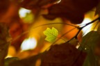 l'ultima foglia l'ultima foglia
