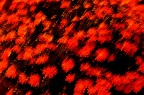 red passion red passion