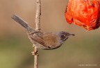 Occhiocotto (Sylvia melanocephala) Occhiocotto (Sylvia melanocephala)