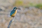 Martin Pescatore (Alcedo atthis) Martin Pescatore (Alcedo atthis)