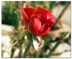 Rosa invernale Rosa invernale