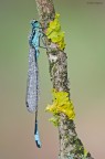 Damigella Damigella