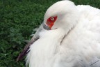 La delicatezza della natura La delicatezza della natura