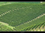 Vigneti # 5 Vigneti # 5