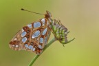 Issoria lathonia Issoria lathonia