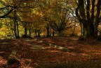 Autumn forest Autumn forest