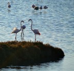 Fenicotteri in valle