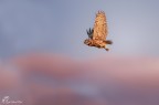 Civetta - Owl Civetta - Owl