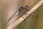Libellula Libellula