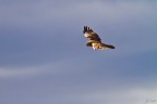 Falco di palude (Circus aeroginosus) Falco di palude (Circus aeroginosus)