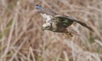 Falco di palude Falco di palude