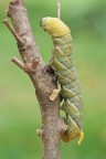 Acherontia atropos - sfinge testa di morto Acherontia atropos - sfinge testa di morto