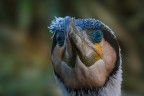 Cormorano Cormorano