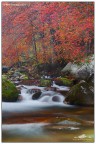 AUTUNNO IN VALLE PESIO II AUTUNNO IN VALLE PESIO II