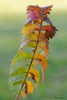 I colori dell'autunno I colori dell'autunno