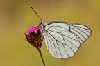 Aporia Aporia