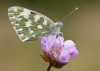 Pontia edusa Pontia edusa