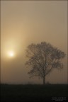 Buongiorno..... con nebbia Buongiorno..... con nebbia