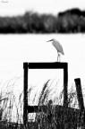 Solitario......... Solitario.........