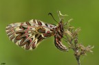 Zerynthia cassandra Zerynthia cassandra