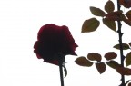 Profili in una rosa Profili in una rosa