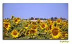 girasoli girasoli