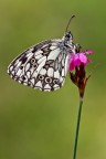 Melanargia