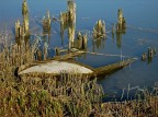 fra i silenzi della palude e.... l'abbandono umano fra i silenzi della palude e.... l'abbandono umano
