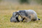 Tenderly Tenderly