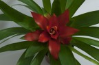 Pianta con Fiore rosso Pianta con Fiore rosso