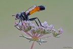 Cylindromia sp. Cylindromia sp.