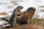Marmotta # 11