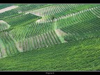 Vigneti # 7 Vigneti # 7