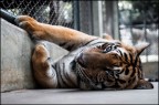 Tigre Tigre