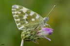 pontia edusa.. pontia edusa..