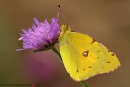 Viola... e giallo... Viola... e giallo...