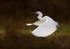 In volo In volo