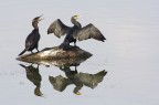 Cormorani