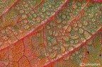 Autumn in the textures of the leaves Autumn in the textures of the leaves