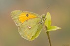Old colias...