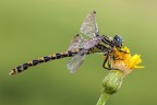 Onychogomphus uncatus