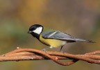 Cinciallegra Cinciallegra