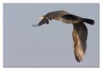 Cormorano in volo